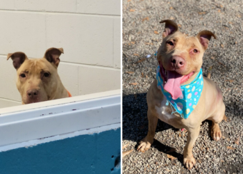 Dog Who ‘Languished’ in Shelter for 4 Years Finally Living His Best Life