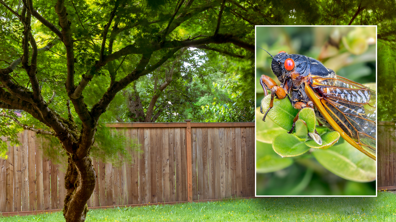 Cicada invasion 2024 Are these insects coming for your plants this