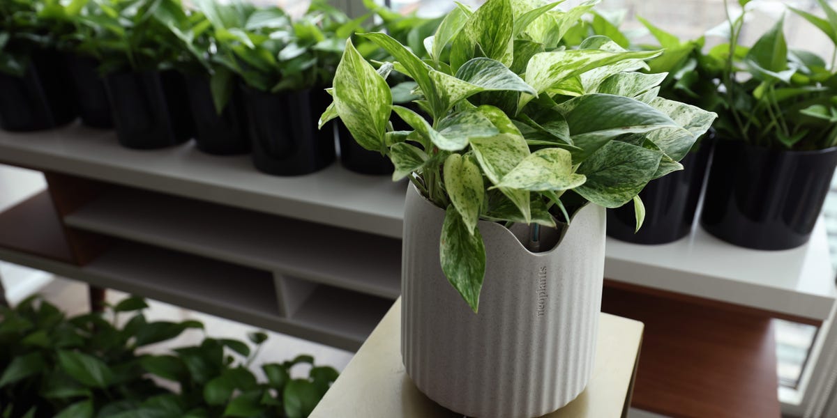 This $119 Houseplant Is Bioengineered To Remove Harmful Air Pollution 