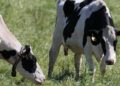 2nd human case of bird flu confirmed amid U.S. dairy cow outbreak