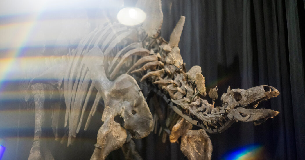 Apex, The Largest Stegosaurus Fossil Ever Found, Heads To Auction – DNyuz