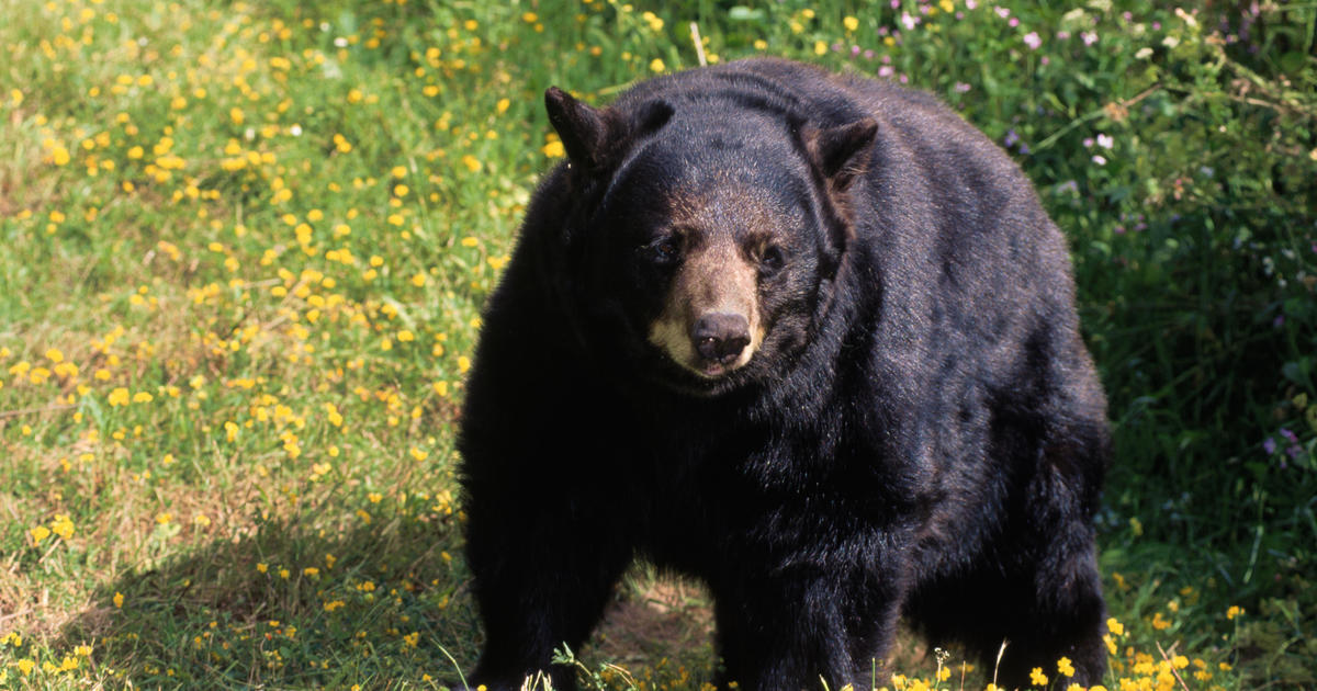 Bear shot dead after attacking 15yearold in Arizona cabin DNyuz
