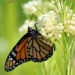 Butterflies Know: These Native Plants Aren’t Weeds