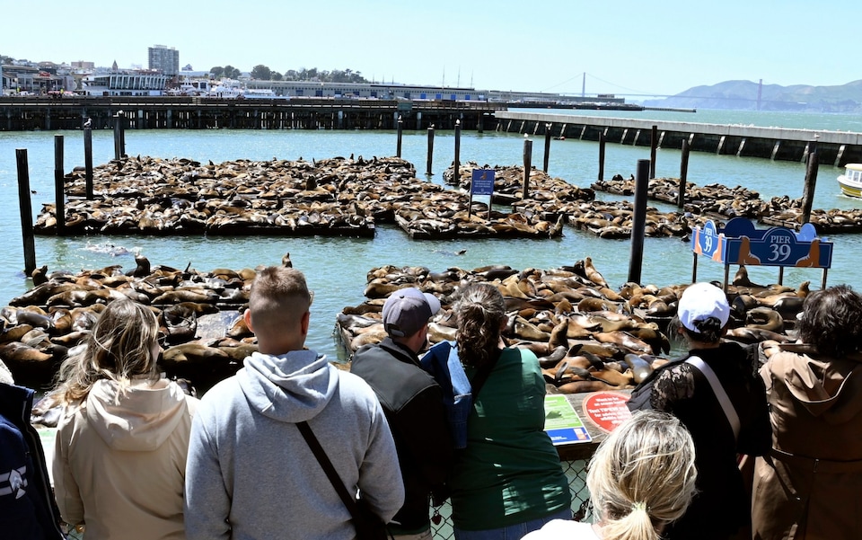 Pictured: Sea lions swarm San Francisco pier as population booms – DNyuz