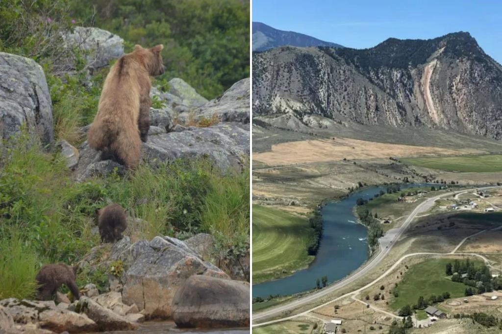 72-year-old man fights off, kills grizzly bear that attacked him while