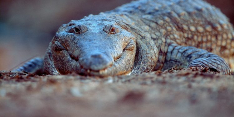 Crocodile kills girl, 12, who was ‘cooling off’ in water – DNyuz