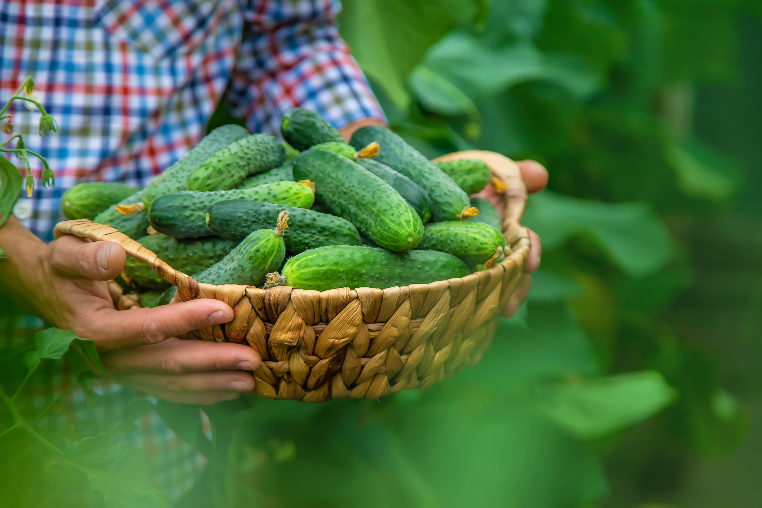 Cucumber Recall Sparks Warning in Three States DNyuz