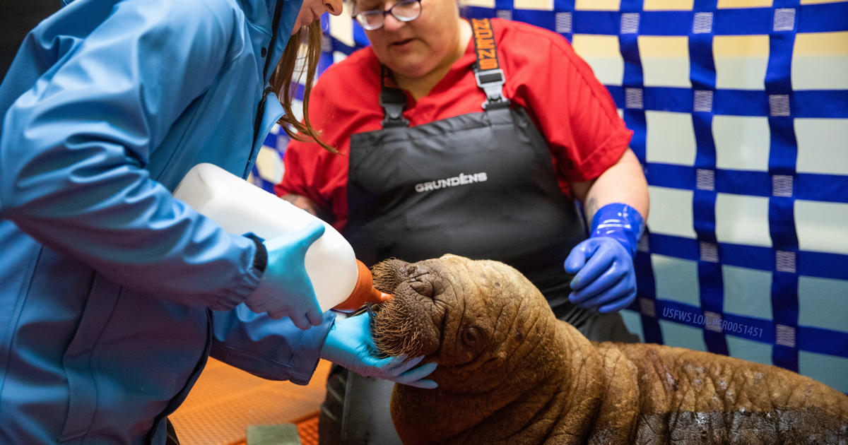 Orphaned baby walrus has “second chance at life” after rescue – DNyuz