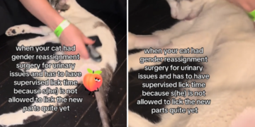 Owner Explains Why Her Male Cat Had ‘Gender Reassignment Surgery’