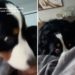 Woman Lets Bernese Mountain Dog Know She’s Awake, ‘Chaos’ Ensues