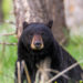 Bear attacks and injures 3-year-old in tent at Montana campground