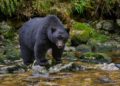 Black bear attacks child, 3, at campground near Yellowstone National Park