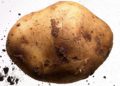 Britain is heading towards potato armageddon – unless science can save us