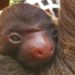 Too cute: Zoo Atlanta welcomes adorable baby two-toed sloth