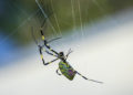 Giant “flying” Joro spider sighting confirmed in Pennsylvania