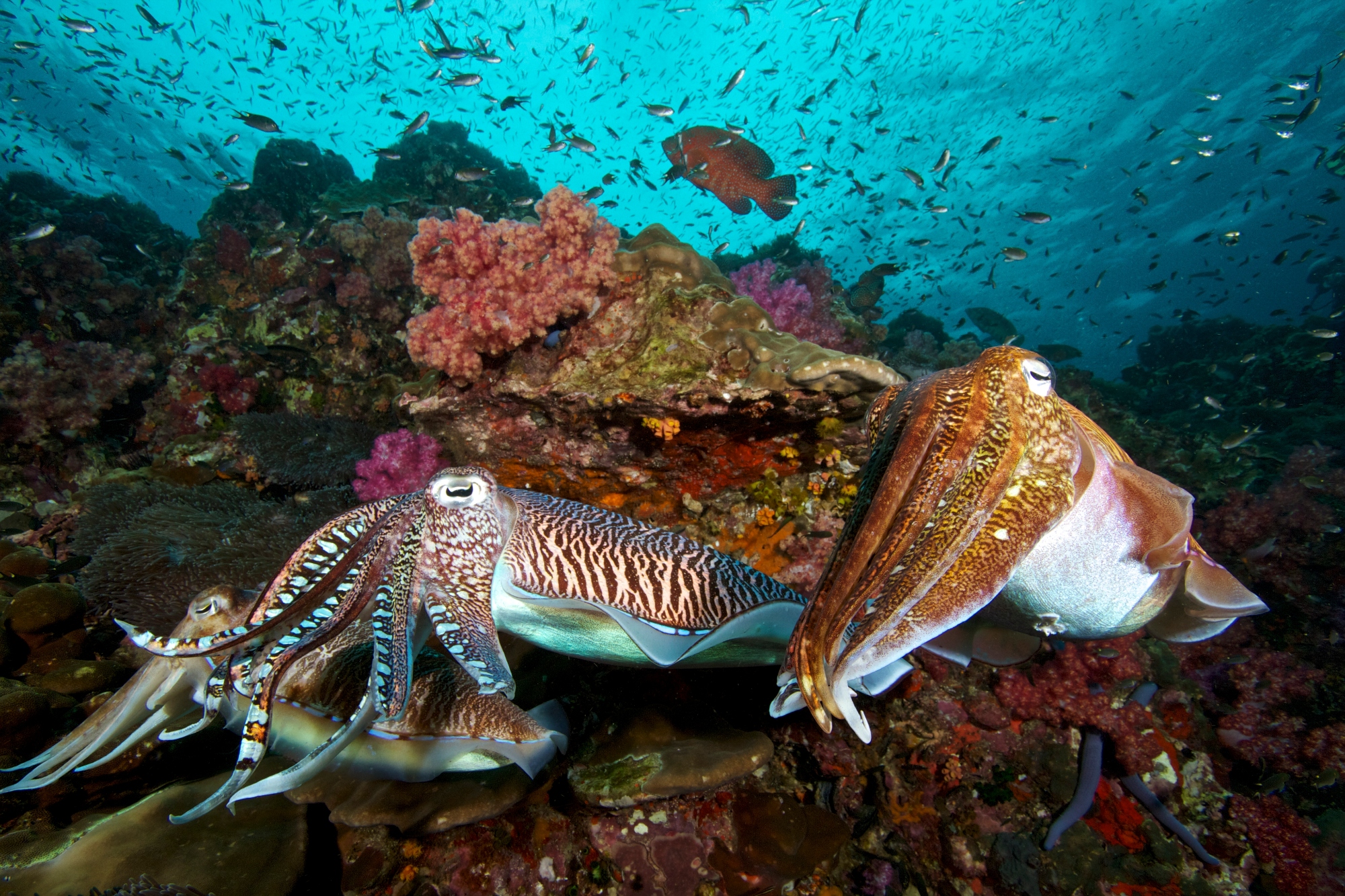 Cuttlefish Can Pass The Marshmallow Test Made For Kids – Dnyuz