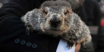 Report questions Punxsutawney Phil’s accuracy in predicting early