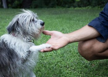 Stream It Or Skip It: ‘Pets’ on Disney+, A Bryce Dallas Howard-Directed Doc About Humans And Their Furry Friends