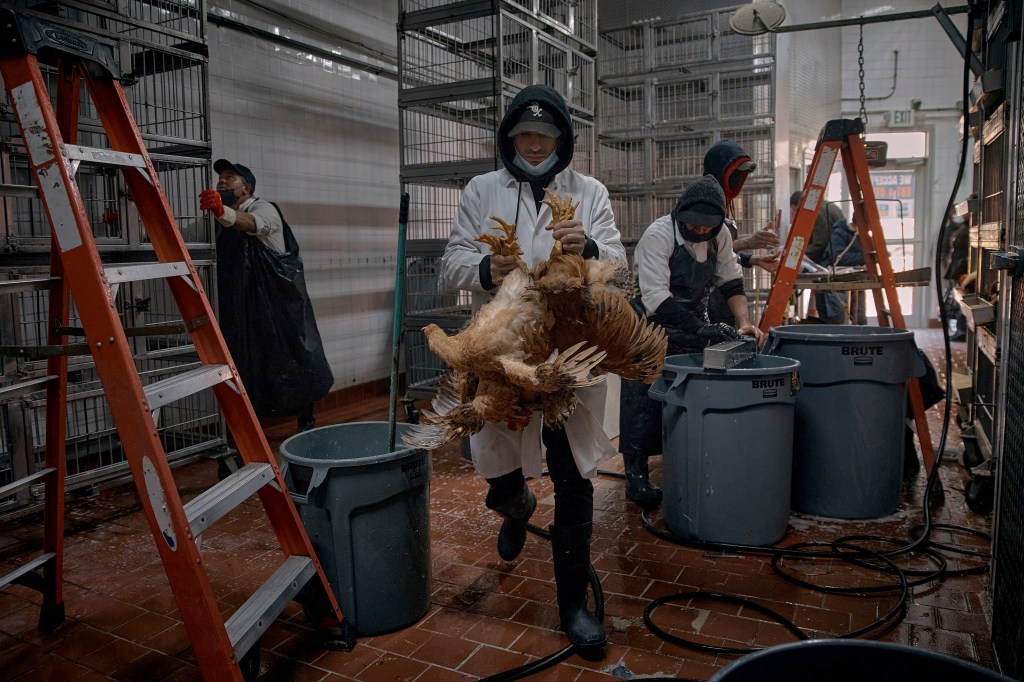 Employees cleaning cages and handling chickens to be slaughtered in a poultry store in New York, 2025
