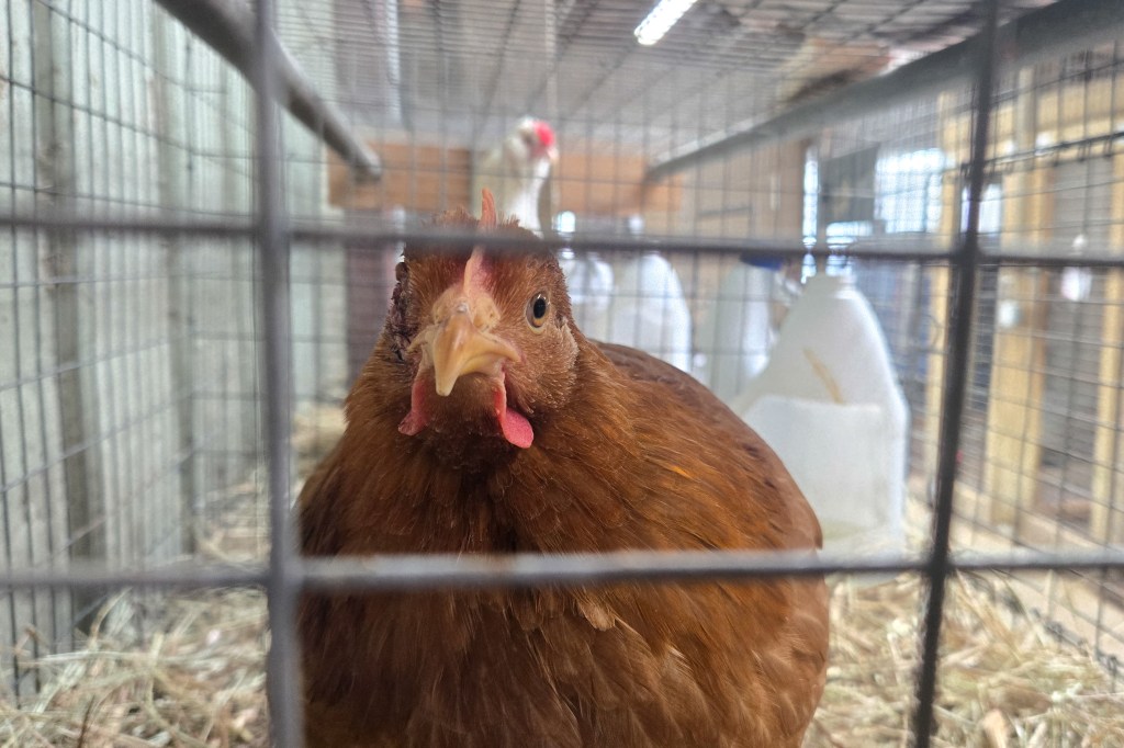 A hen for sale in a cage at Wabash Feed & Garden store in Houston, Texas, during an avian flu resurgence on February 10, 2025.