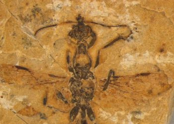 ‘Extraordinary’ fossil reveals the oldest ant species known to science