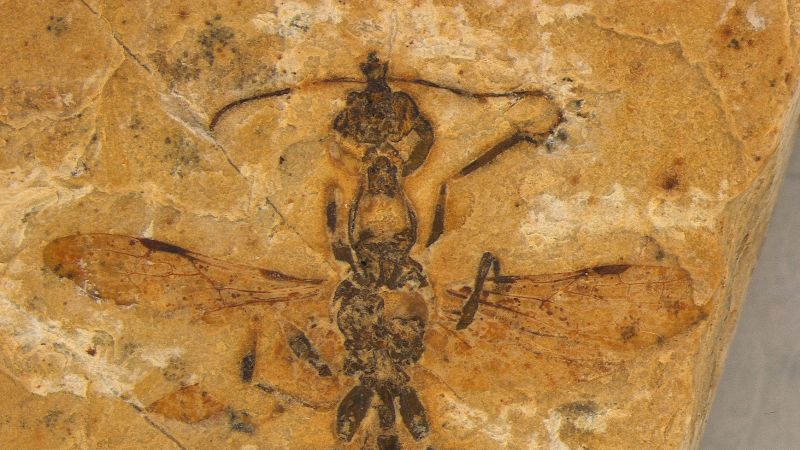 ‘Extraordinary’ fossil reveals the oldest ant species known to science