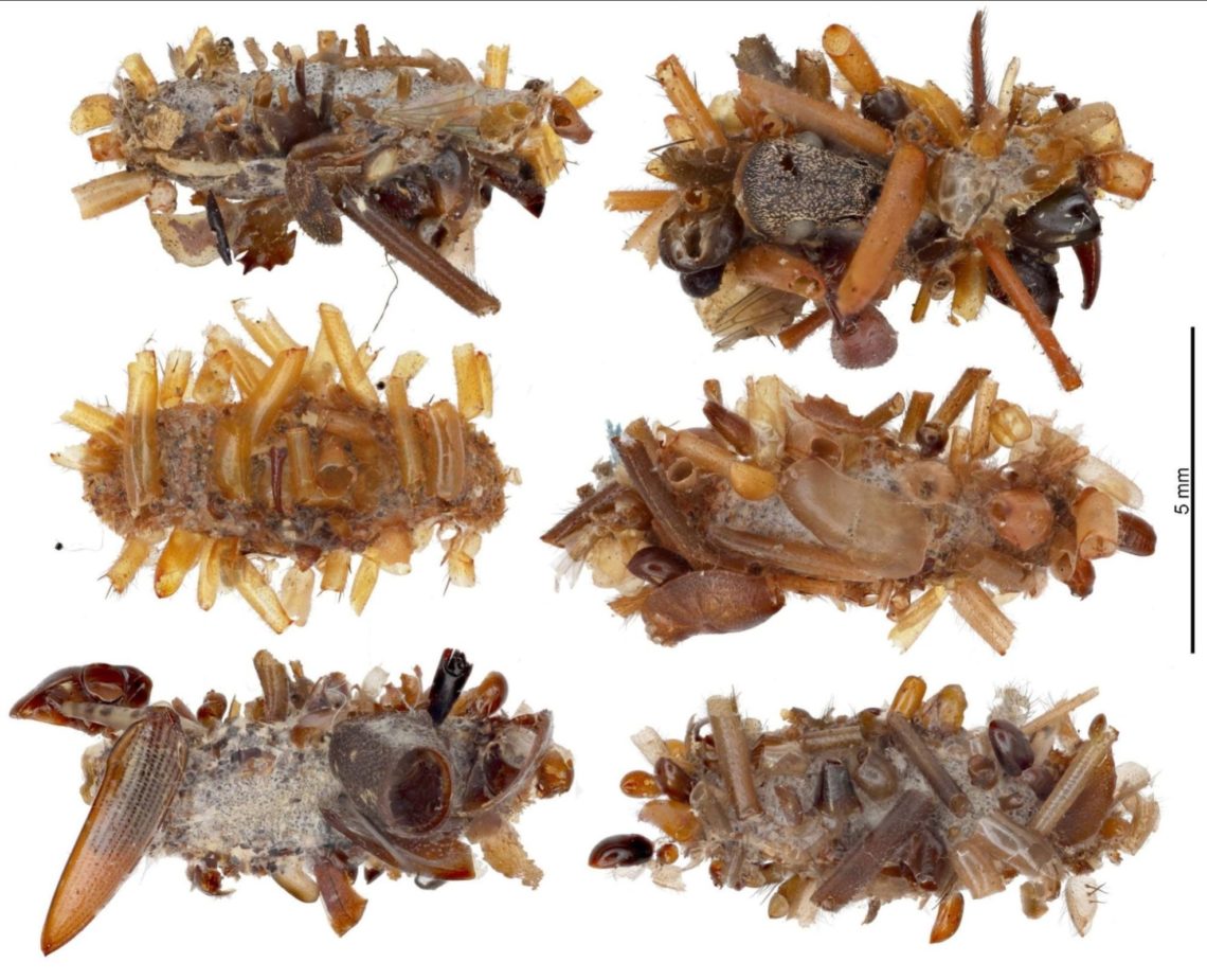 ‘Bone Collector’ Caterpillar Wears the Body Parts of the Dead