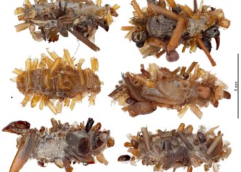 ‘Bone Collector’ Caterpillar Wears the Body Parts of the Dead