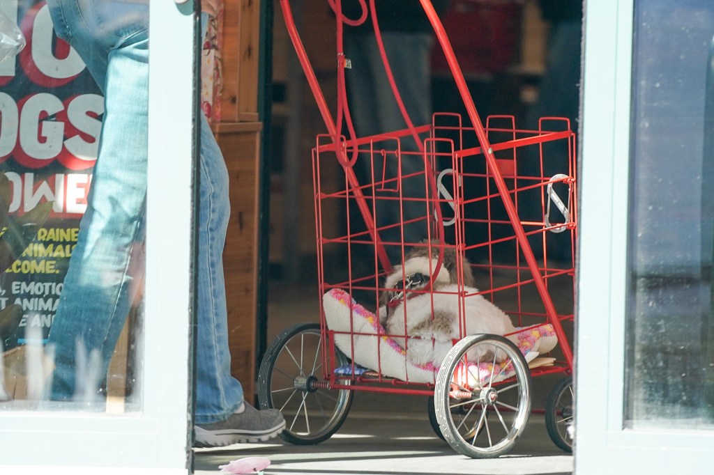 A dog in a shopping basket at Trader Joe's.
