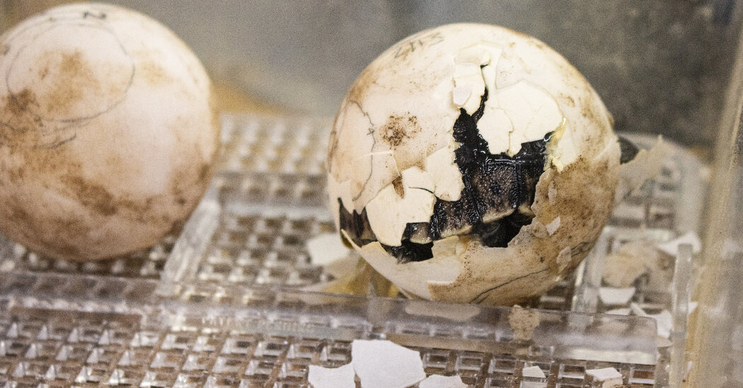 An Endangered Galápagos Tortoise Is a First-Time Mother at 100