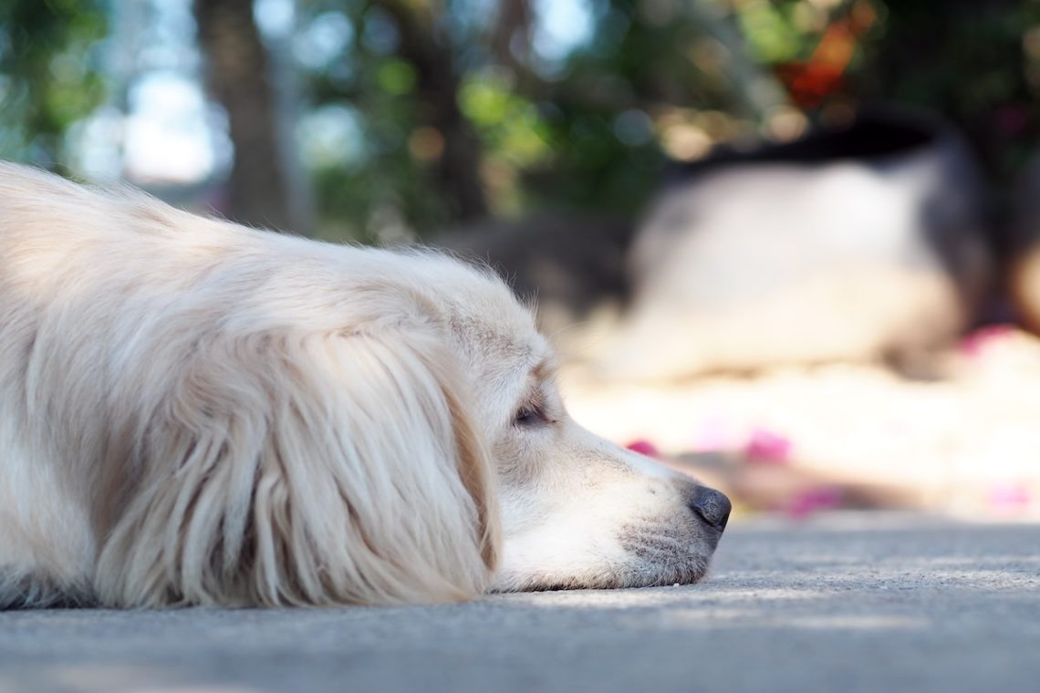 Yahoo lifestyle home