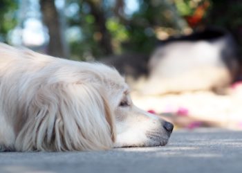 Yahoo lifestyle home