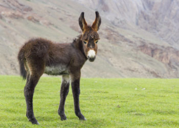 Yahoo lifestyle home