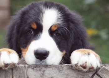 Yahoo lifestyle home