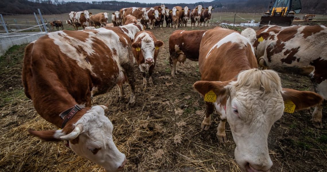 Bioterror? Hungary and Slovakia float unconfirmed theory on foot-and-mouth outbreaks