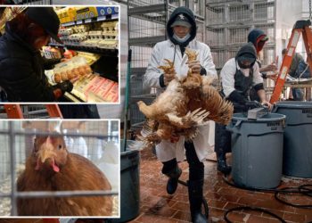 Bird flu forced 30M chickens to be culled across nine states so far this year