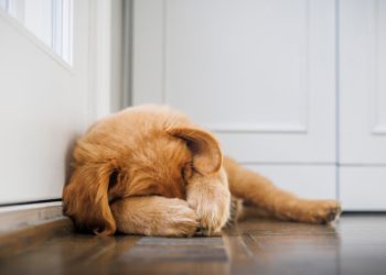 Yahoo lifestyle home