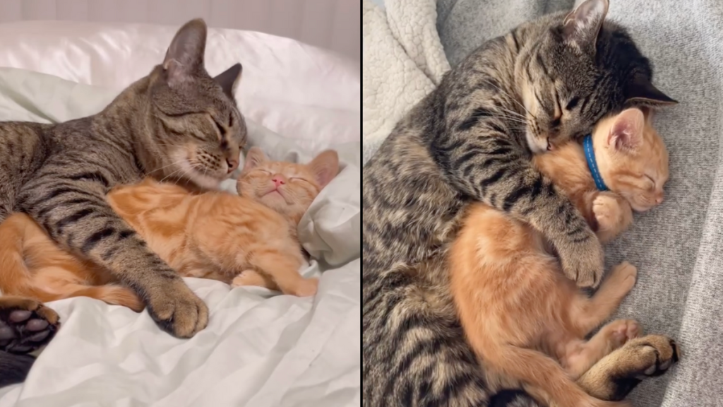 Yahoo lifestyle home