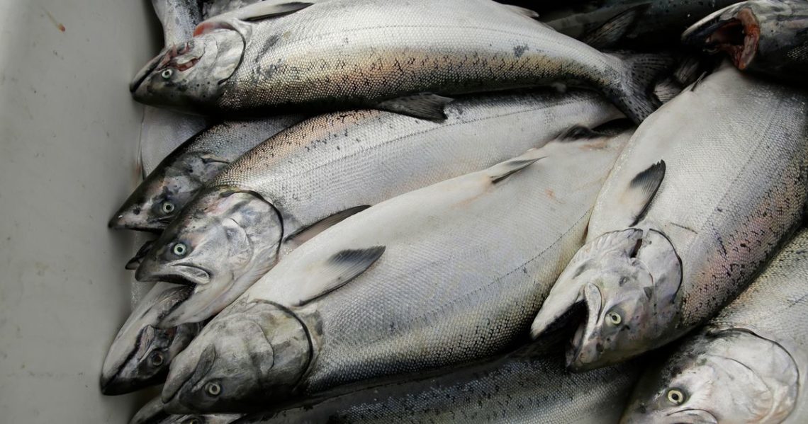 Commercial salmon fishing in California to close for third year in a row