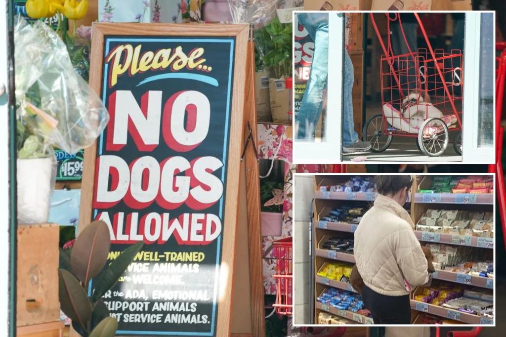 Dogs seen licking food inside NYC Trader Joe’s as carefree owners ignore ‘no pets allowed’ signs – but some pooch lovers don’t mind: ‘It’s cute!’