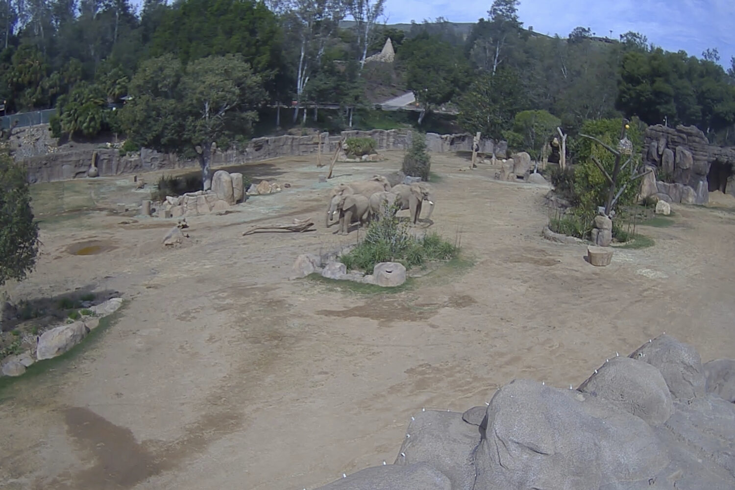 San diego zoo elephants during earthquake video