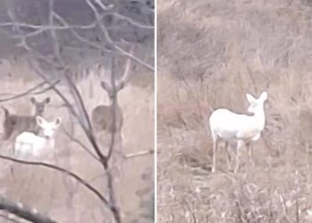 Family spots two rare ‘albino’ deer strutting in the wild on country road: ‘Oh my goodness’