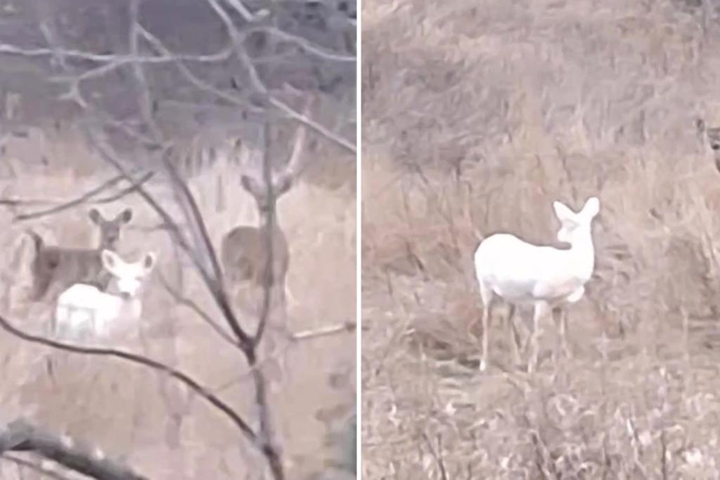 Family spots two rare ‘albino’ deer strutting in the wild on country road: ‘Oh my goodness’