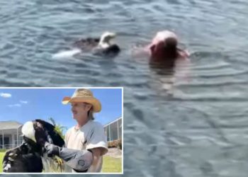 Florida man evades alligator in lake to save injured American bald eagle