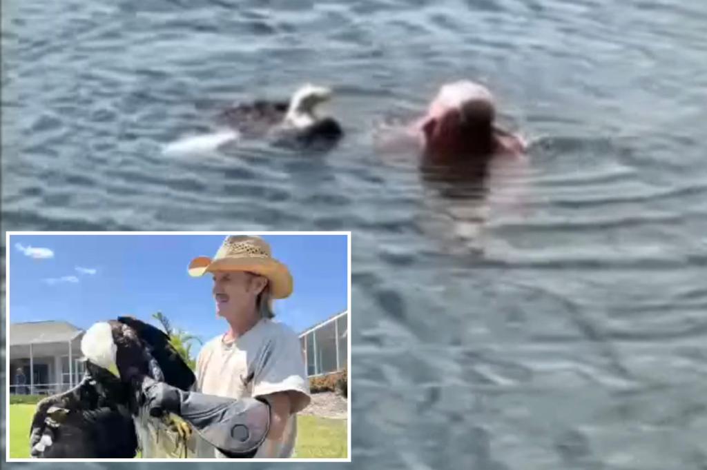 Florida man evades alligator in lake to save injured American bald eagle