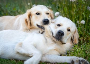 Yahoo lifestyle home