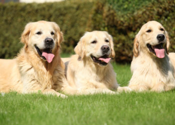 Yahoo lifestyle home