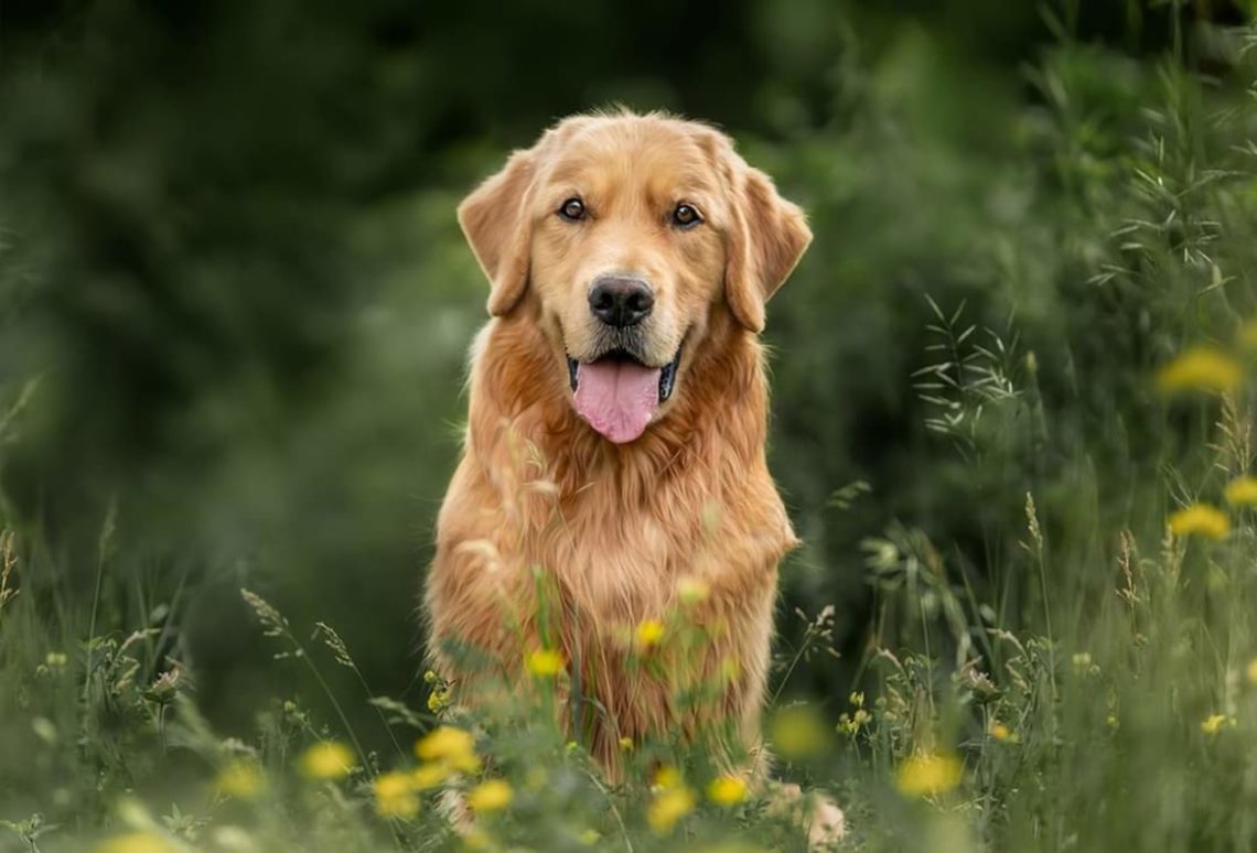 Yahoo lifestyle home