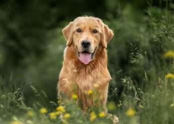 Yahoo lifestyle home