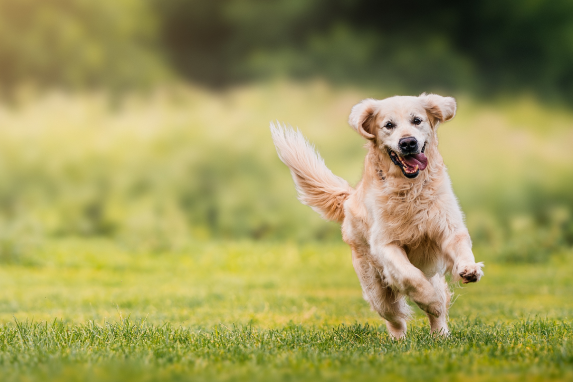 Yahoo lifestyle home